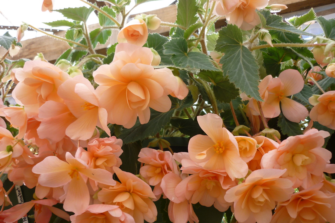 B. ‘Peach Basket’